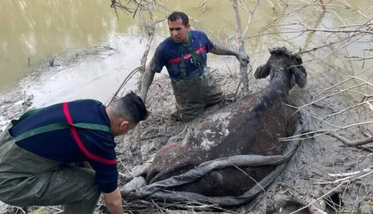 تونس.. الحماية المدنية تنتشل 3 بقرات علقن في أوحال مجردة