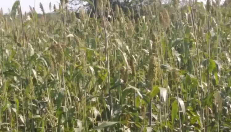 الإجتماع الأول للجنة العليا لإنجاح الموسم الزراعي بجنوب كردفان.