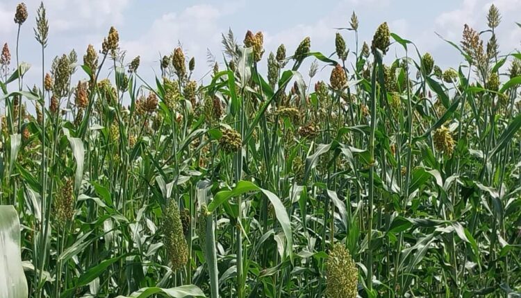 البنك الزراعى والنيل يوكدان استعدادهما لانجاح الموسم الزراعى بالقضارف