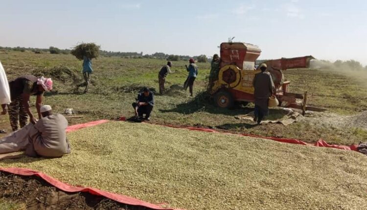 حصاد٥٢٦٢١ فدان من القمح و٥٤٢١٢ فدان من الفول بالشمالية
