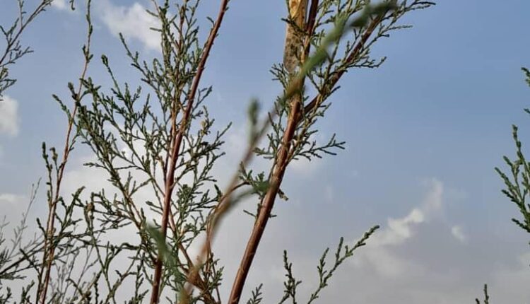 تواصل حملة مكافحة الجراد المحلي في الشمالية