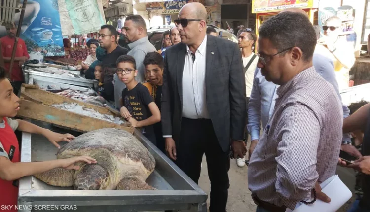 جدل في مصر حول عرض سلحفاة نادرة في محل لبيع الأسماك. تحركت السلطات المعنية لفحص الوضع والتحقق من صحة العرض.