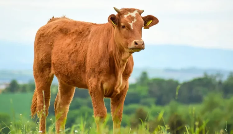 تصميم فريد وطريف: أجهزة رادار على شكل بقرة في سويسرا