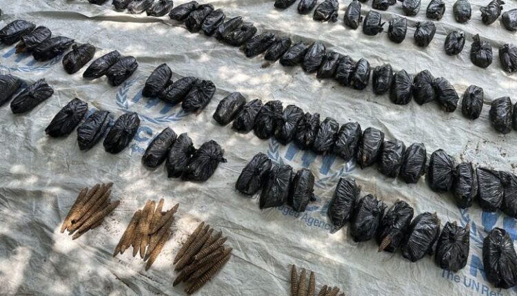 ضبط متهم هارب بحوزته 1620 راس حشيش بولاية الجزيرة