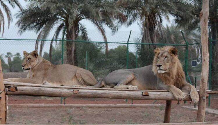 حديقة الحيوانات البرية: حرب الخرطوم تهدد حياة أسود وضباع وقرود