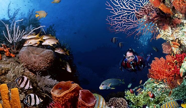 المحمية القومية في خليج دونقناب وجزيرة مكوار