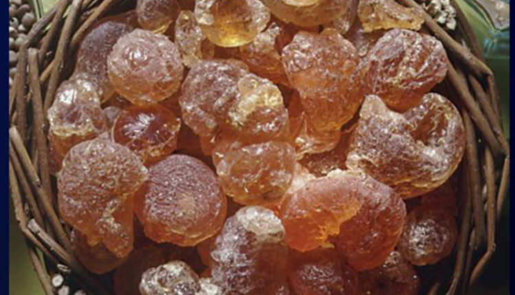 تراجع إنتاج الصمغ العربي في السودان