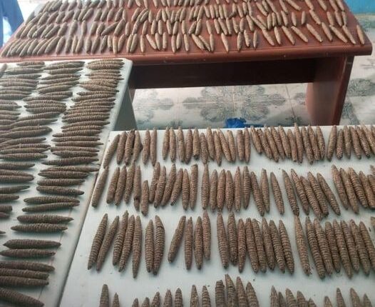 ضبط كميات من الحشيش في طريقها الي الولاية الشمالية