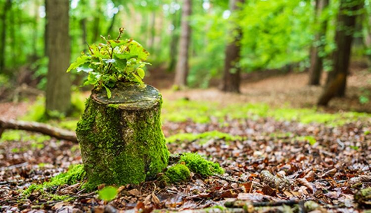 اليوم الدولي للغابات21 آذار/مارس