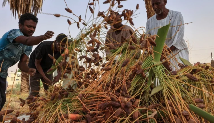 حرب السودان تهدد حصاد البلح