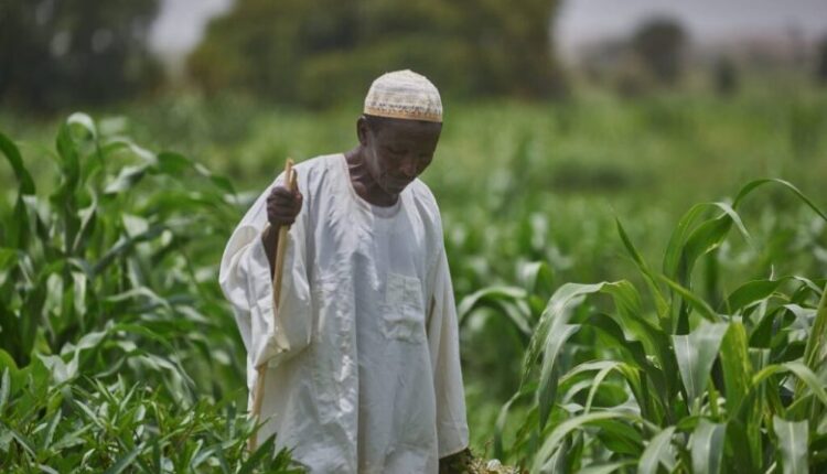 بيان ساخن لتجمع مزارعي القطاع المطرى …ينتقد ارتفاع اسعار المدخلات وضعف سعر السلم لذره