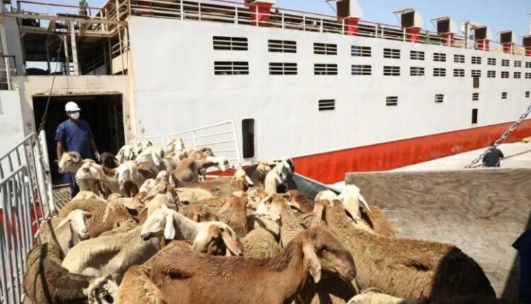 هيئة الموانئ البحرية تعلن ارتفاع عدد البواخر و حركة الصادر