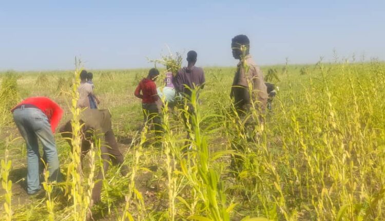 مطالب بتدخل عاجل لوزارة التجاره بعد ارتفاع انتاجية محصول السمسم بالبلاد