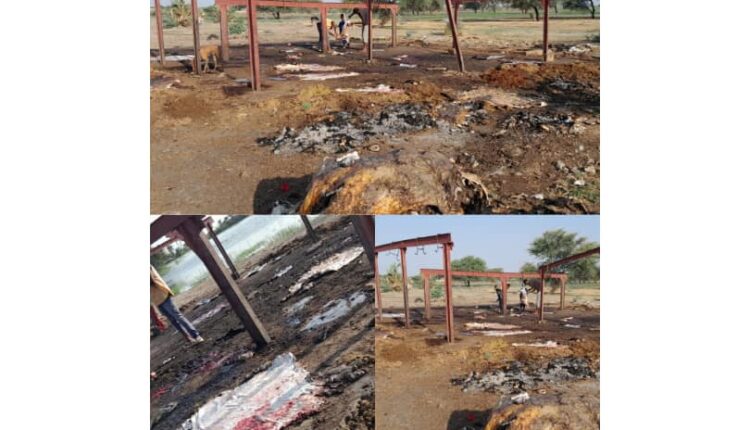 مسلخ شبشة…واقع مزرى وكارثة صحية