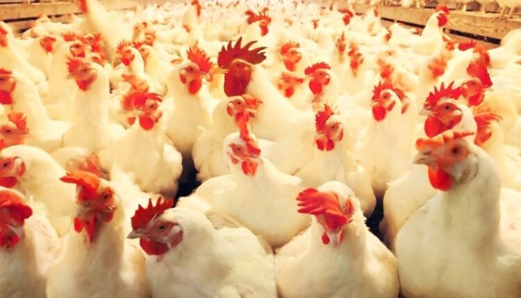 قرار جديد بشأن استيراد الفراخ في السودان