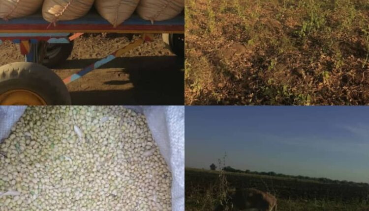 (الأيام نيوز) وقفت على عمليات الحصاد: نجاح كبير لمحاصيل العروة الصيفية بوحدة المسلمية ولاية الجزيرة