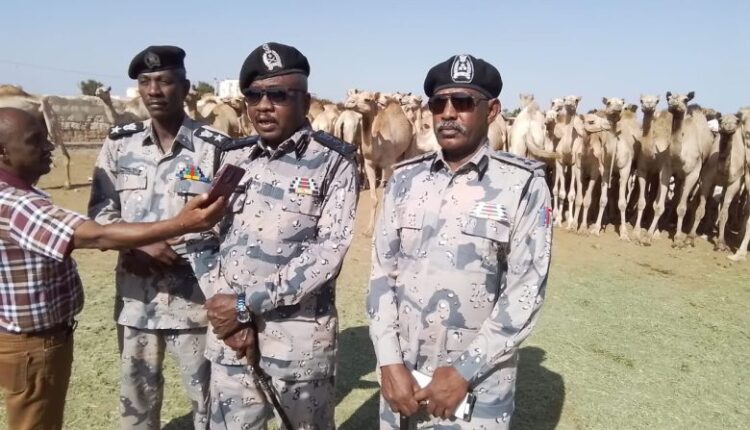 ضبط58 رأس من إناث الابل كانت في طريقها الى خارج البلاد