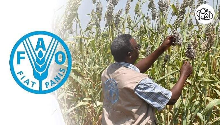 الفاو .....انخفاض انتاج السودان من الحبوب بنسبة 46% عن العام السابق، جراء الحرب التي تشهدها البلاد.*