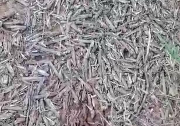 4محليات بجنوب كردفان تعانى انتشار الجراد سارى الليل ومطالب بالتدخل العاجل