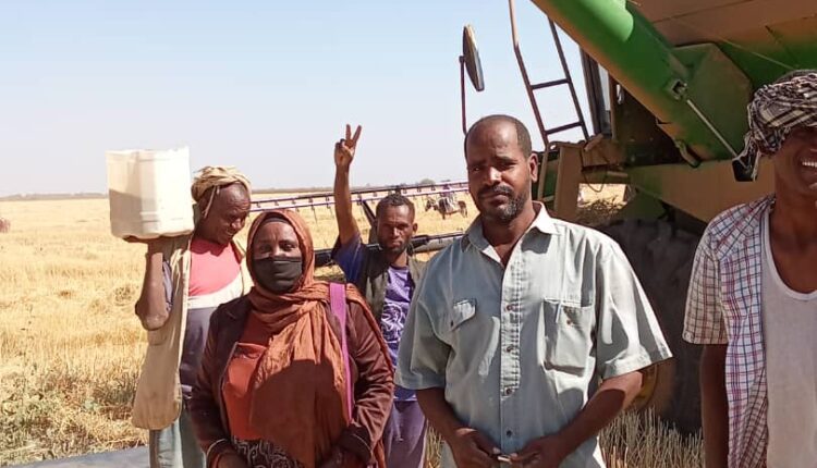 بانتاجيه تجاوزت الطن ونصف للفدان لجنه تفتيش النصيح بقسم المكاشفي تواصل جهودها لمتابعه حصاد القمح